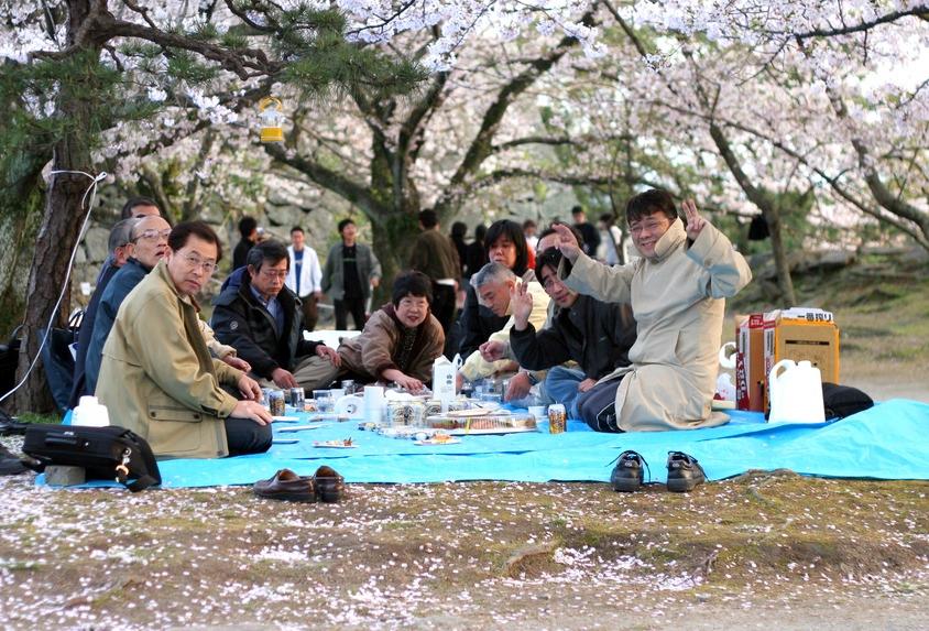 A hanami, flower-viewing party, under the cherry blossoms in Japan. (*Shutterstock)