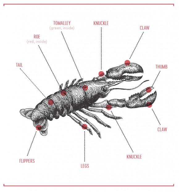 Anatomy of a lobster. (Lucy Engelman/Courtesy of Quirk Books)