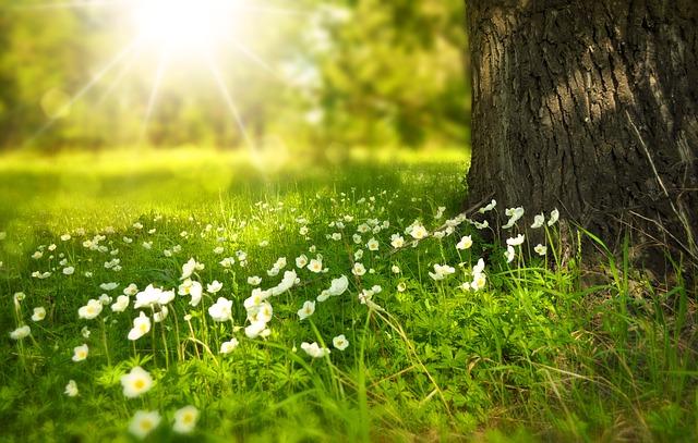 Illustration - Pixabay | <a href="https://pixabay.com/en/spring-tree-flowers-meadow-276014/">Larisa-K</a>