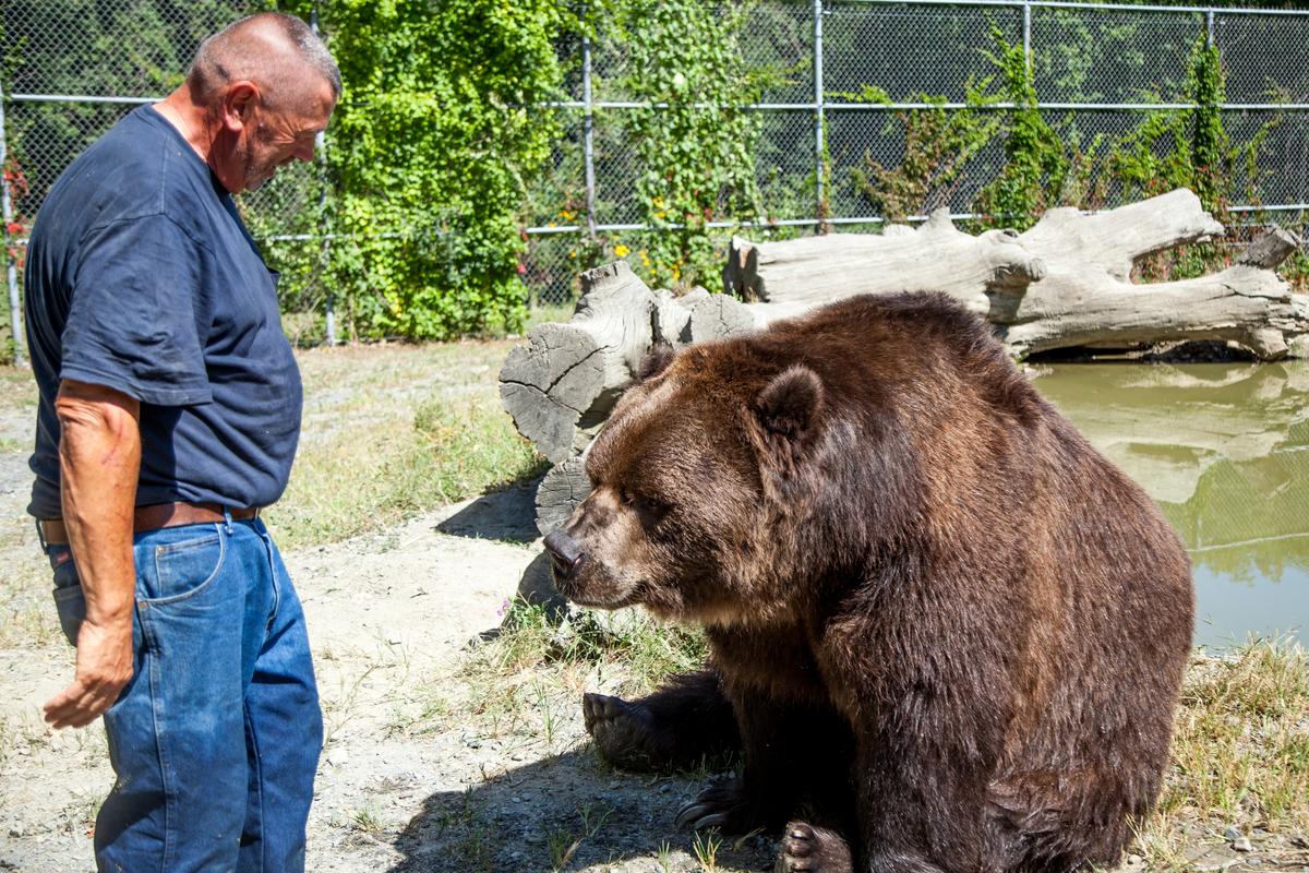 Jim Kowalczik with 22-year-old Kodiak bear Jimbo in one of the bear's enclosures at the Orphaned Wildlife Center in Otisville on Sept. 7, 2016. (James Smith)