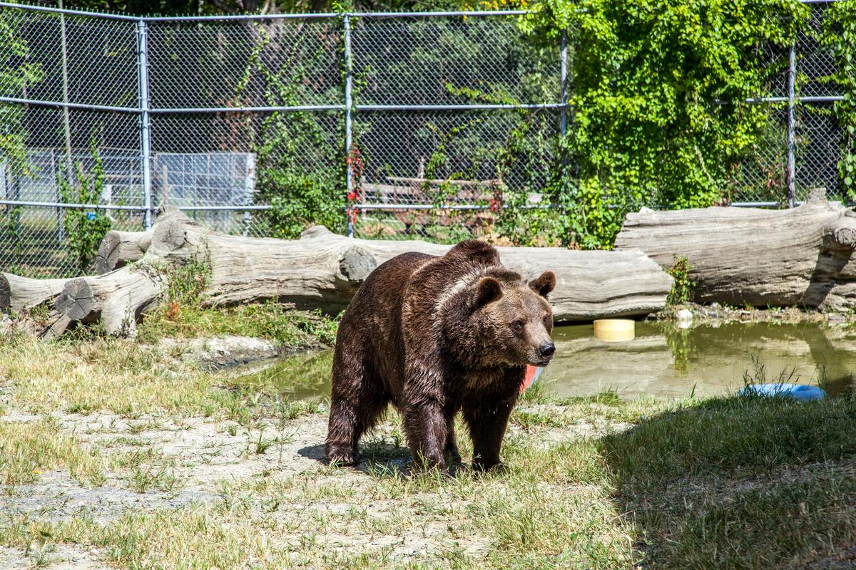 Leo, a 22-year-old Syrian bear, in an enclosure at the Orphaned Wildlife Center in Otisville on Sept. 7, 2016. (James Smith)