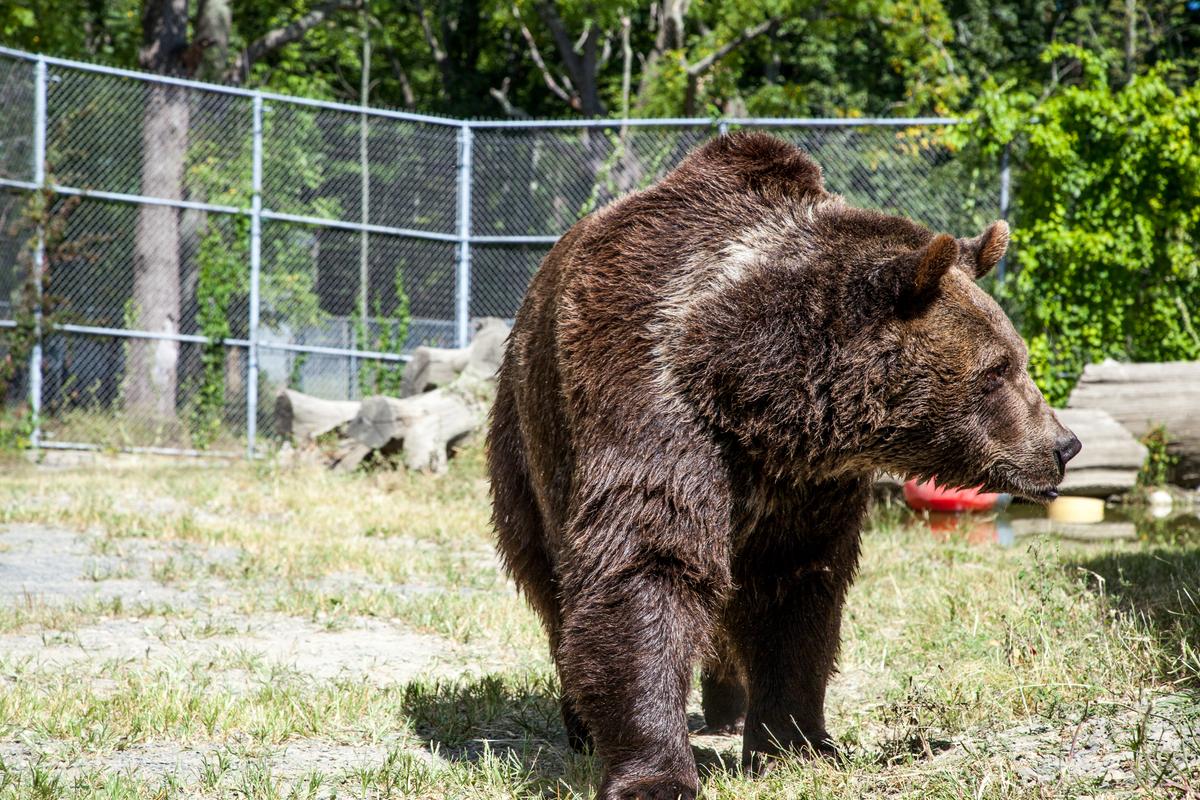 Leo, a 22-year-old Syrian bear, in an enclosure at the Orphaned Wildlife Center in Otisville on Sept. 7, 2016. (James Smith)