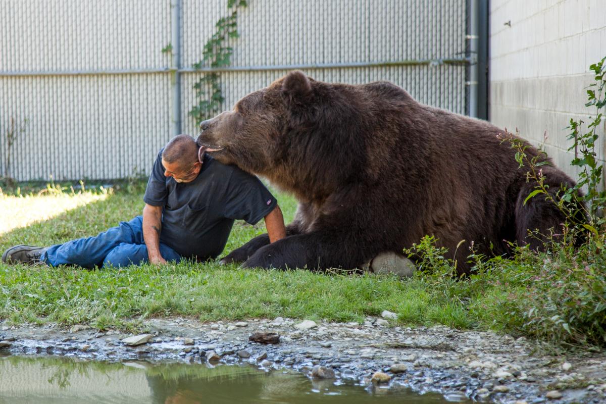 Jim Kowalczik with 22-year-old Kodiak bear Jimbo in one of the bear's enclosures at the Orphaned Wildlife Center in Otisville on Sept. 7, 2016. (James Smith)