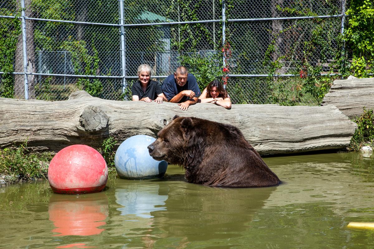 Jimbo, a 22-year-old Kodiak bear Jimbo swimming in the pond in an enclosure at the Orphaned Wildlife Center in Otisville on Sept. 7, 2016. Behind him are the Orphaned Wildlife Centers' owners Susan  (L) and Jim Kowalczik, and Kerry Clair, the Center's social media and website manager. (James Smith)