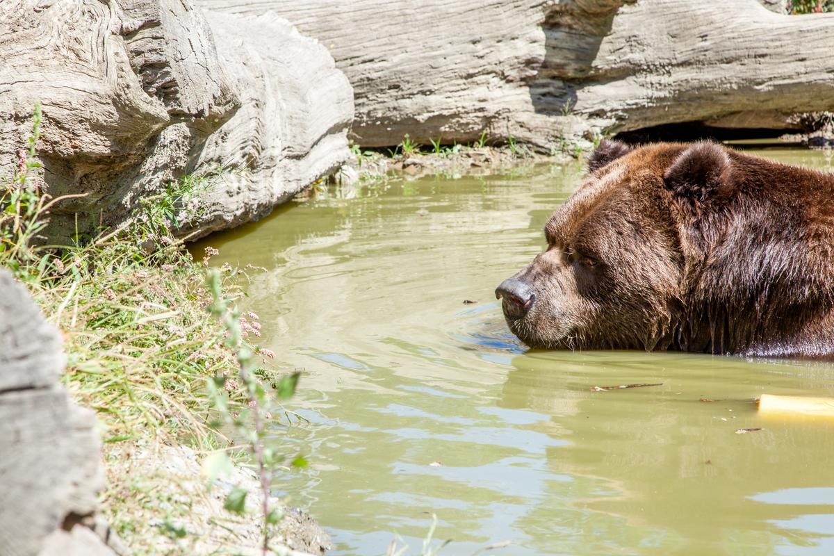  Jimbo, a 22-year-old Kodiak bear swimming in the pond in an enclosure at the Orphaned Wildlife Center in Otisville on Sept. 7, 2016. (James Smith)