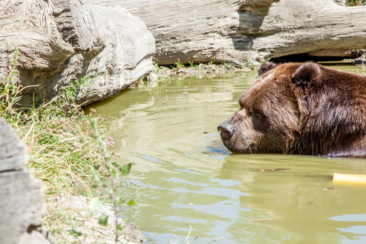 Jimbo, a 22-year-old Kodiak bear swimming in the pond in an enclosure at the Orphaned Wildlife Center in Otisville on Sept. 7, 2016. (James Smith)