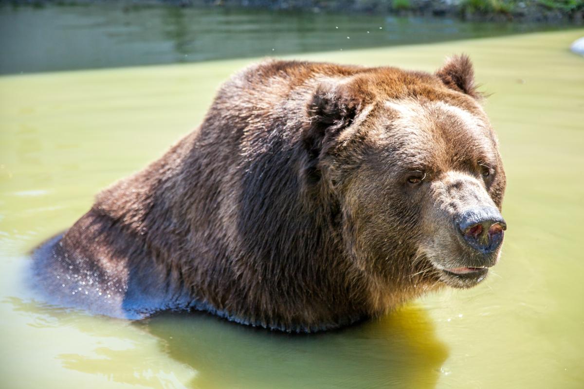 Jimbo, a 22-year-old Kodiak bear swimming in a pond in an enclosure at the Orphaned Wildlife Center in Otisville on Sept. 7, 2016 (James Smith)