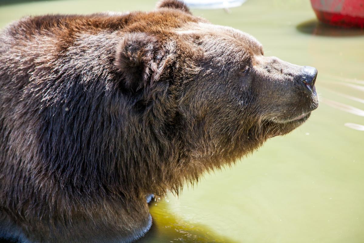 Jimbo, a 22-year-old Kodiak bear swimming in a pond in an enclosure at the Orphaned Wildlife Center in Otisville on Sept. 7, 2016. (James Smith)