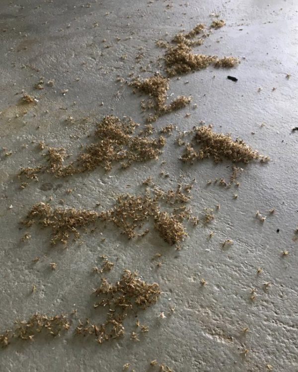 Piles of dead blind mosquitoes, or aquatic midges, are seen in an airplane hangar at New Orleans Lakefront Airport in New Orleans, on June 14, 2019. (Gerald Herbert/AP Photo)