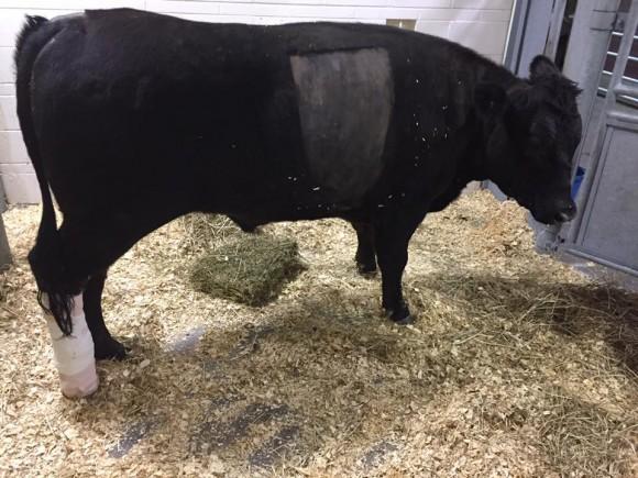 Spirit, one of the six cows that escaped from slaughter in St. Louis, was badly injured during the escape and had to be put down. (Courtesy The Gentle Barn)