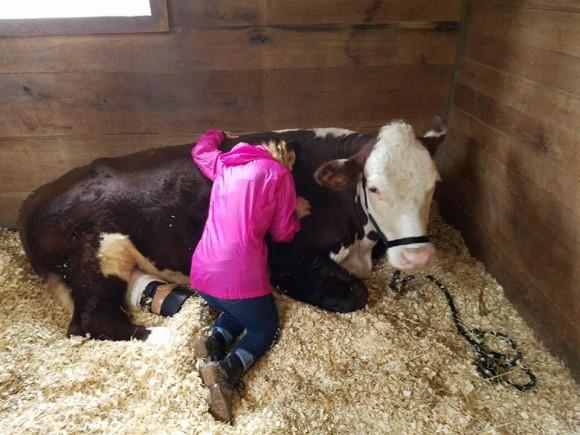 As a calf on a cattle ranch in Tennessee, Dudley got bailing twine wrapped around his foot, which constricted the blood flow and caused his foot to fall off. Dudley received a prosthetic foot and now gives love to kids in need. (Courtesy of The Gentle Barn)