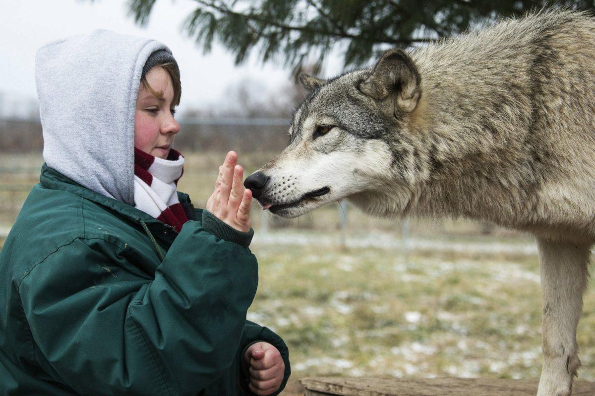 Intern Alexandra Black pets Niko the wolf at Wolf Park in Battle Ground, Ind., in December 2018. (Monty Sloan/Wolf Park via AP)