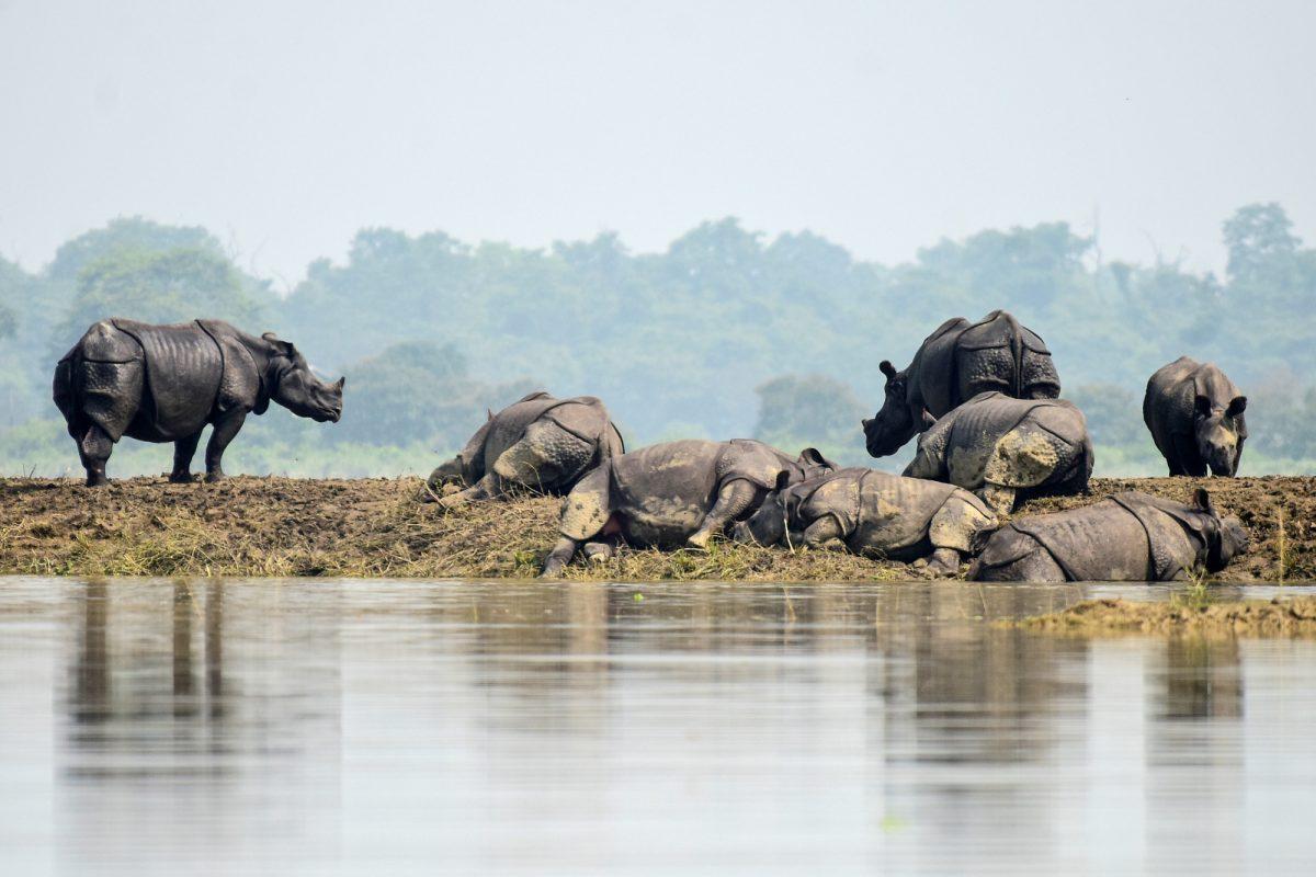 One-horned rhinos rest on a highland in the flood affected area of Kaziranga National Park in Nagaon district, in the northeastern state of Assam, India on July 18, 2019. (Anuwar Hazarika/Reuters)