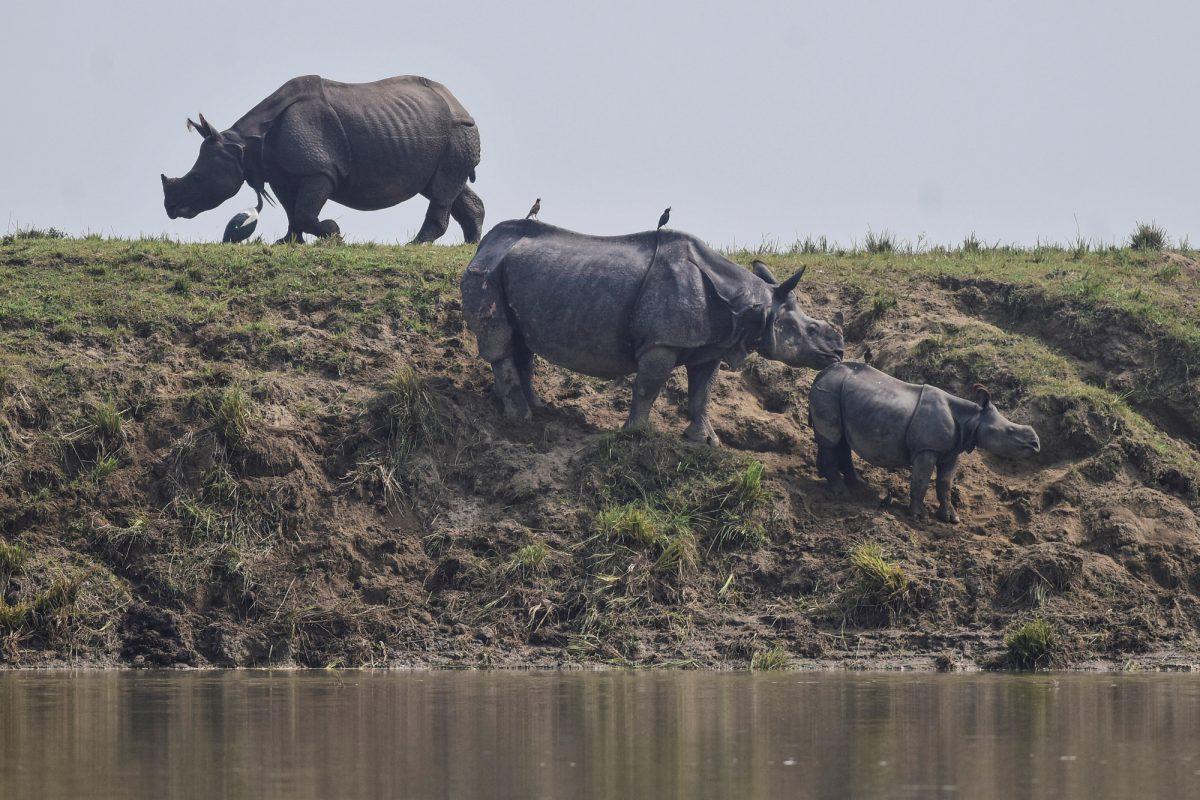 One-horned rhinos take shelter at a highland in the flood affected area of Kaziranga National Park in Nagaon district, in the northeastern state of Assam, India on July 18, 2019. (Anuwar Hazarika/Reuters)