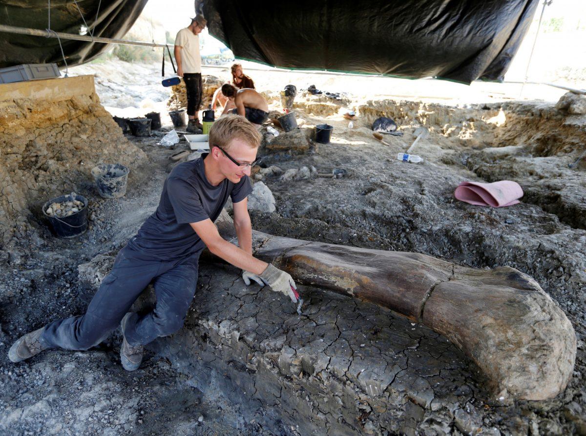 A man inspects the femur of a Sauropod after it was discovered earlier in the week during excavations at the palaeontological site of Angeac-Charente, France, on July 25, 2019. (Regis Duvignau/Reuters)