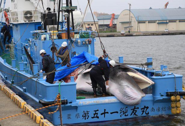 First Whales Caught as Japan Resumes Commercial Hunt After 30 Years