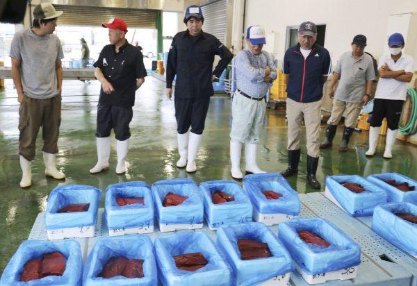 Brokers check whale meat before its auction in Taiji, western Japan, on July 4, 2019. (Kyodo News via AP)