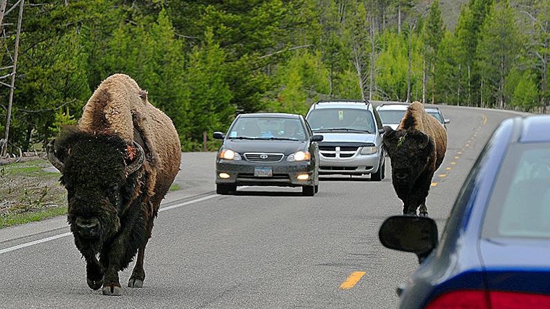 American Bison (also known as Buffalo) join the morning commute on Highway 89 at Yellowstone National Park, Wyoming on June 1, 2011. (Mark Ralston/AFP/File Photo via Getty Images)