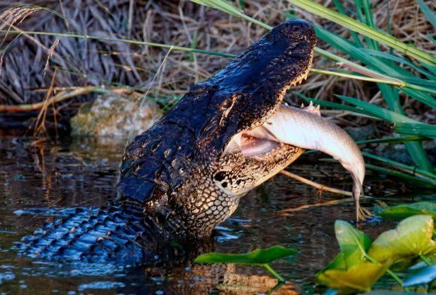 An American alligator eats a fish in a canal at Everglades Holiday Park in Fort Lauderdale, Fla. on April 27, 2019. (Rhona Wise/AFP/Getty Images)