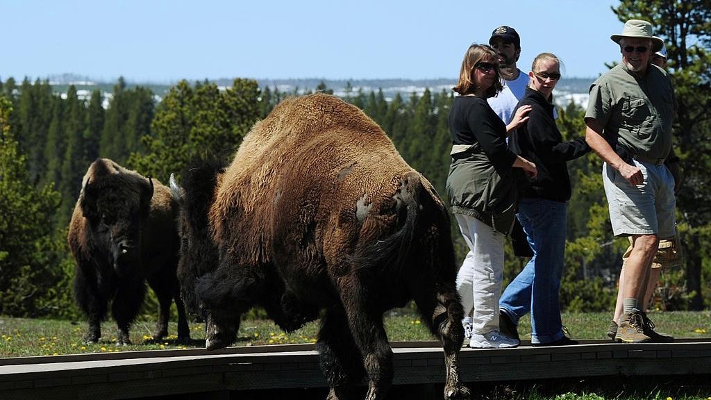 American Bison pass by tourists at Yellowstone National Park, WY on June 1, 2011. (Mark Ralston/AFP/Getty Images)