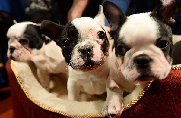 French Bulldog puppies pictured on January 31, 2014. The breed is one of the most popular for illegal smuggling into the UK. (Emmanuel Dunand/AFP/Getty Images)