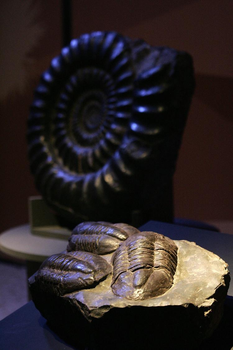 Fossils of three trilobites from Morocco on display in the exhibition 'America Migrante' (Migrant America) during the Universal Forum of Cultures Monterrey 2007, in Monterrey, Mexico, in October 2007. (Alejandro Acosta/AFP/Getty Images)