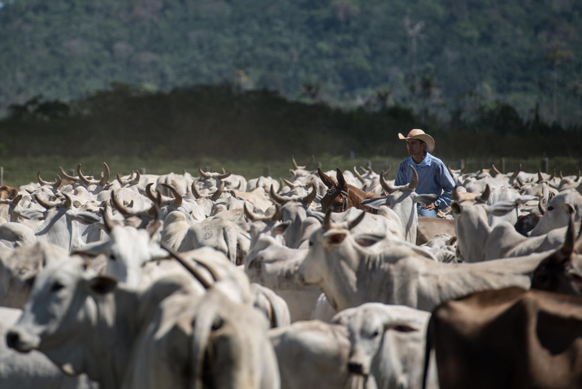A cowboy drives cattle at a farm in Sao Felix do Xingu, Para state, northern Brazil, on Aug. 8, 2013. (Yasuyoshi Chiba/AFP/Getty Images)