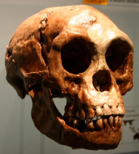Homo floresiensis (the "Hobbit") (Ryan Somma/Flickr/Creative commons)