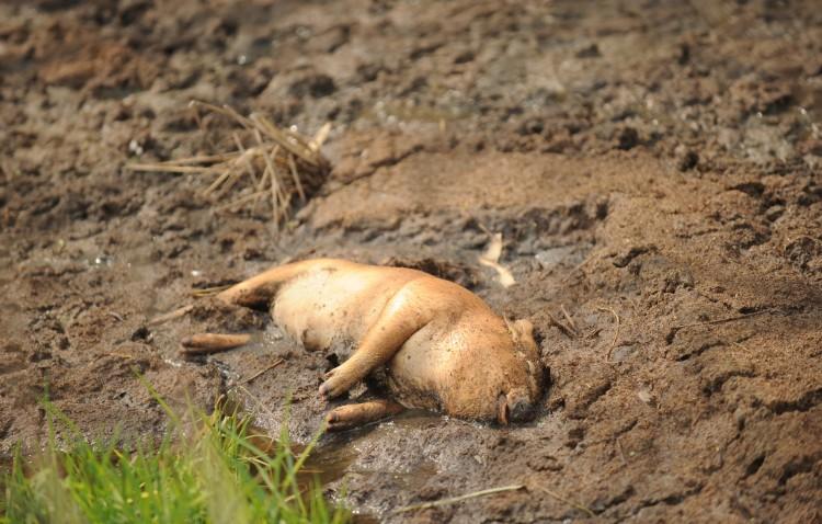 A dead pig, one of 16,000 dumped into Shanghai's Huangpu River. (Peter Parks/AFP/Getty Images)