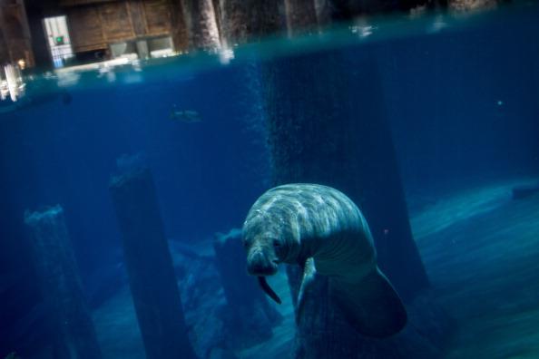 A Manatee is seen at the Amazon Flooded Forest exhibit during a media tour ahead of the opening of River Safari at the Singapore Zoo on March 25, 2013 in Singapore.(Photo by Chris McGrath/Getty Images)