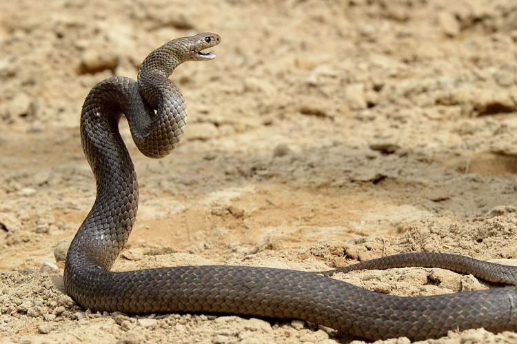 A deadly Eastern Brown Snake is seen in Australia. In a single bite the snake can deliver enough venom to kill 20 adults. (William West/AFP/Getty Images)