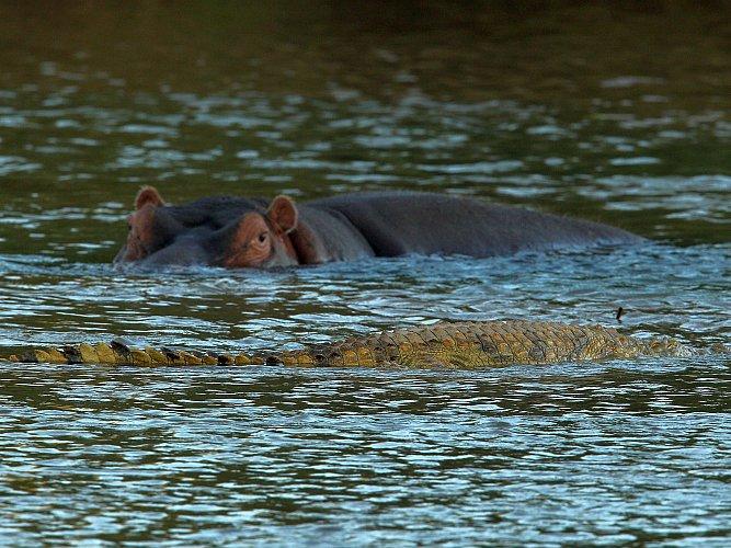 A crocodile drifts past a hippopotamus in the Limpopo river at the Pafuri game reserve in Kruger National Park, South Africa. The deadliest animal in the world, however, is a lot smaller than them. (Cameron Spencer/Getty Images)