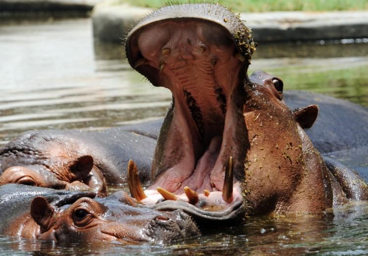 A hippopotamus is seen in a pond at the Zoological Park in New Delhi, June 2009 (Raveendran/AFP/Getty Images)