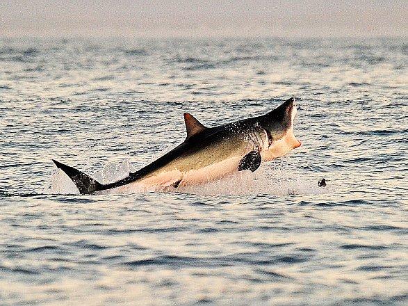 A Great White shark jumps out of the water as it hunts Cape fur seals near False Bay off the coast of South Africa. (Carl De Souza/AFP/Getty Images)