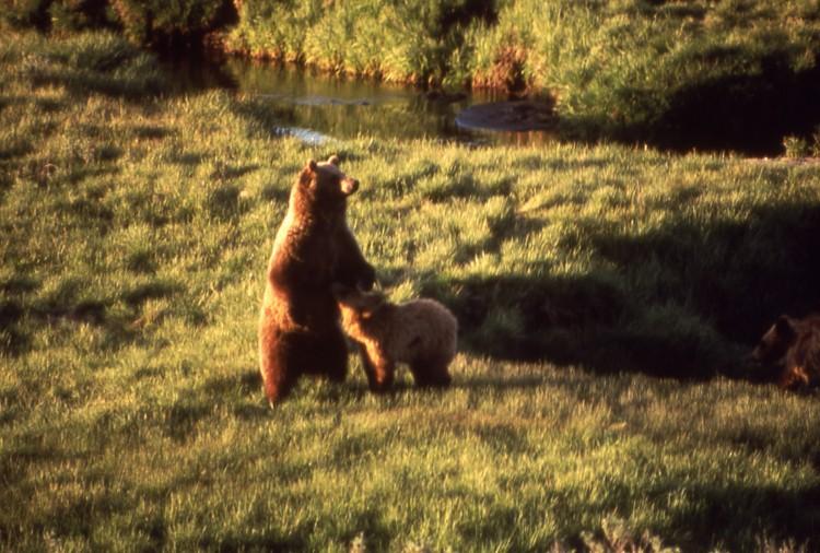 A grizzly bear and her cub are seen near Trout Creek at the Yellowstone national park, July 1964. (Bryan Harry/Yellowstone National Park)