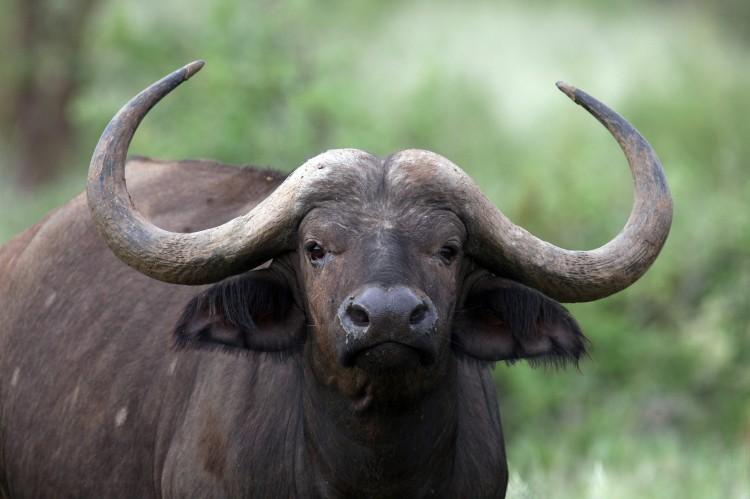 A Cape Buffalo is seen in the Masai Mara Game Reserve, Kenya, December 2007. (Dan Kitwood/Getty Images)