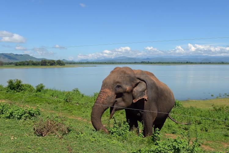An elephant is seen at the wildlife sanctuary in Udawalawe National Park, Sri Lanka, November 2012 (Lakruwan Wanniarachchi/AFP/Getty Images)