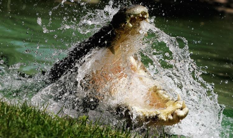 A Saltwater Crocodile at the Australian Reptile Park in Sydney, January 2006. (Ian Waldie/Getty Images)