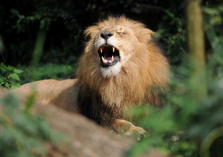 A lion is seen in a zoo in Gelsenkirchen, Germany, August 2011(Patrik Stollarz/AFP/Getty Images)