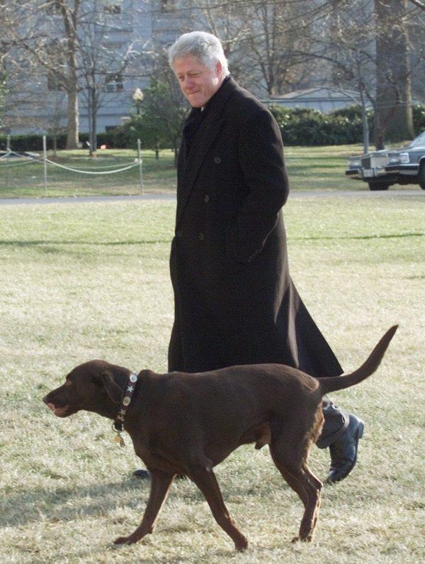 President Bill Clinton walks with his dog Buddy, a Chocolate Labrador Retriever, Jan. 2, 2001. (AP Photo/Ron Edmonds)