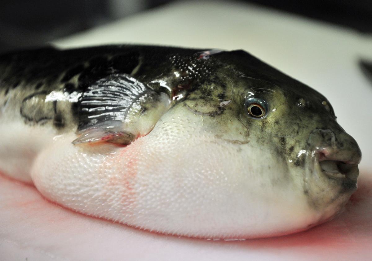 A puffer fish, also known as fugu in Japan, on a chopping board. Every year in Japan people end up in the hospital after eating puffer fish, sometimes leading to death. (Yoshikazu Tsuno/AFP/GettyImages)