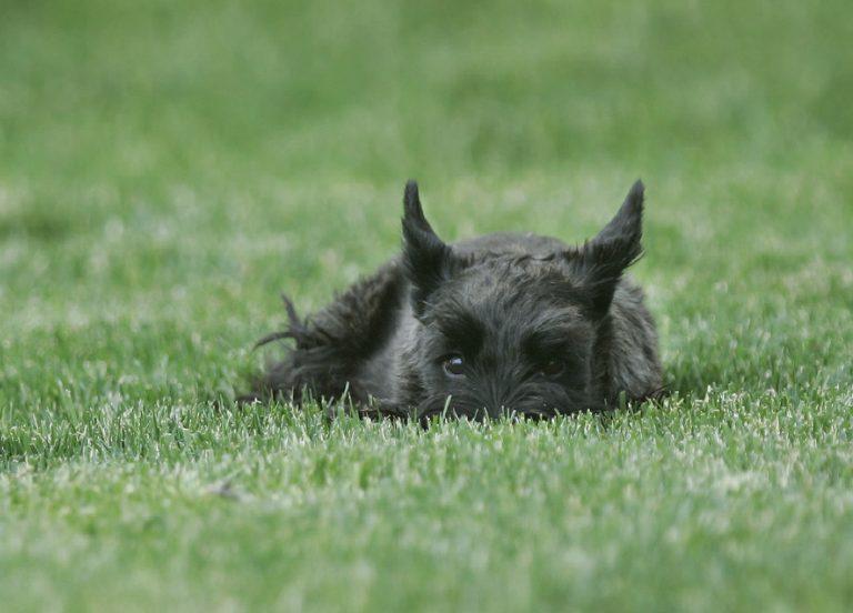 President George W. Bush's dog 'Miss Beazley,' a Scottish Terrier, eyes the press corps from the South Lawn of the White House in Washington, Tuesday, May 29, 2007, as they wait for president's arrival. (AP Photo/Gerald Herbert)