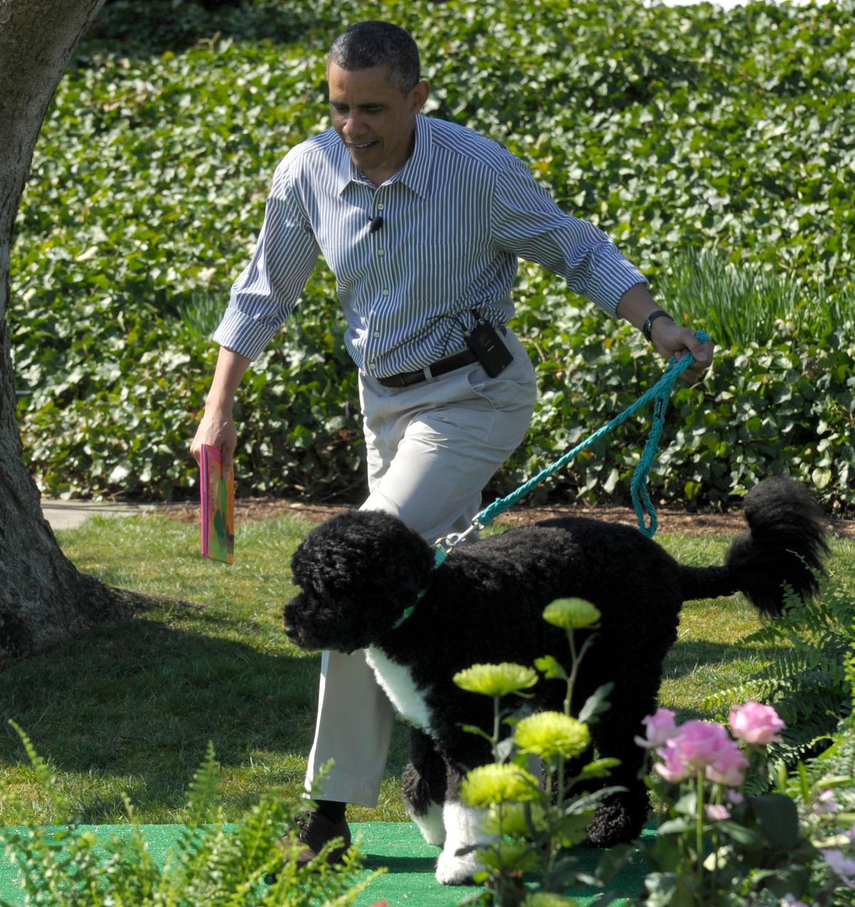 President Barack Obama arrives with his dog Bo, a Portuguese Water Dog, to read Chicka Chicka Boom Boom during activities at the annual Easter Egg Roll on the South Lawn of the White House in Washington, Monday, April 1, 2013. Bo was a present from Ted Kennedy. (AP Photo/Susan Walsh)