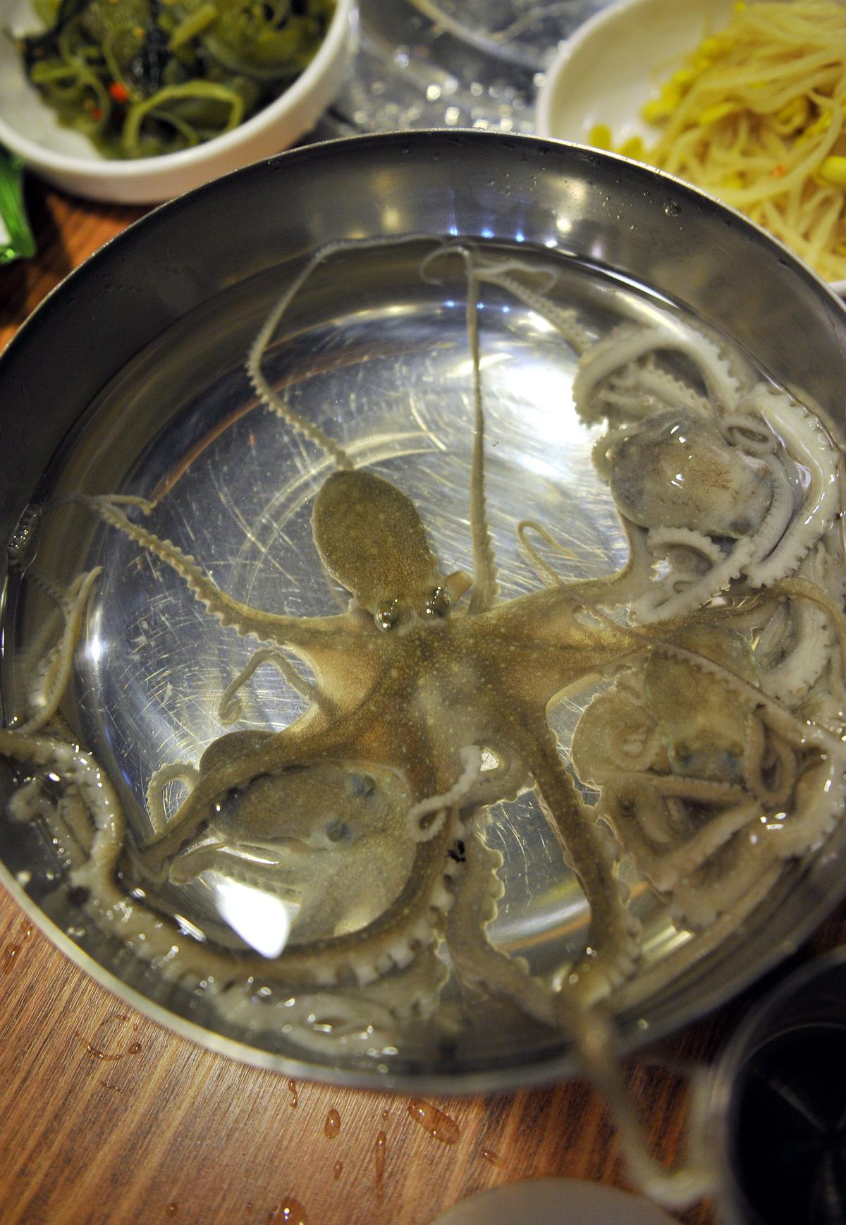Live baby octopus are placed in a bowl along with other foods on a table in a restaurant in in Mokpo, Korea. (Jung Yeon-Je/AFP/GettyImages)