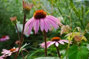 Research supports Echinacea's ability to reduce both the severity and duration of flu symptoms. (Cat Rooney/The Epoch Times)