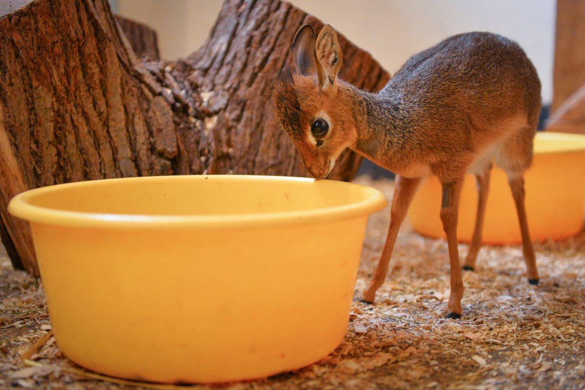 Neo the Dik-dik at Chester Zoo. (Chester Zoo)