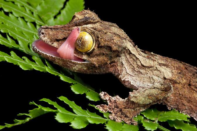 Leaf-Tailed Gecko