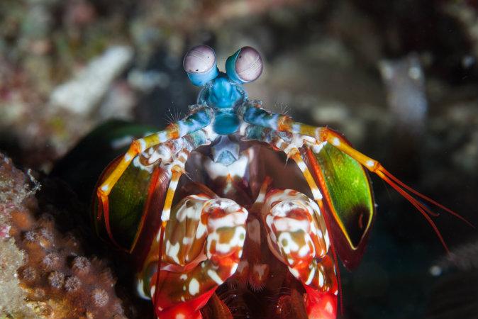 Mantis Shrimp