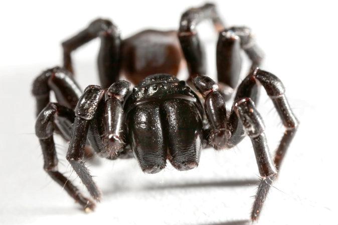 Sydney Funnel-Web Spider
