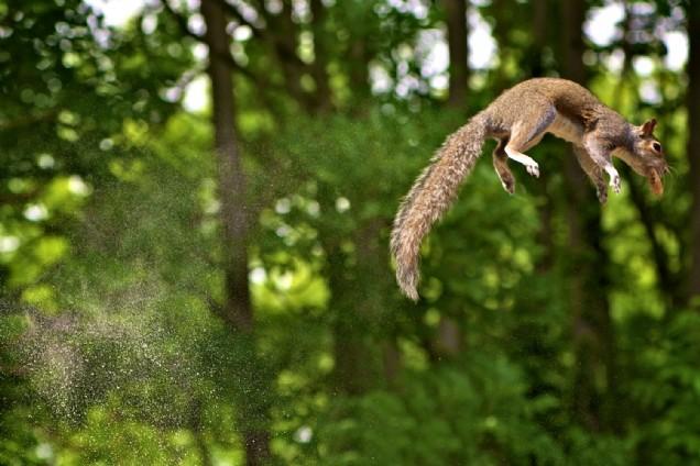 Squirrel jump (Max Ellis)